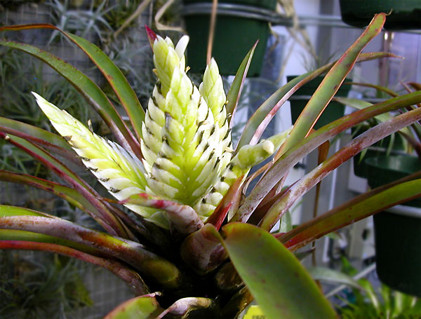 Tillandsia raackii