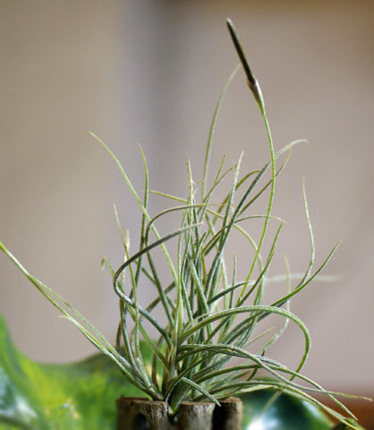 Tilllandsia recurvata