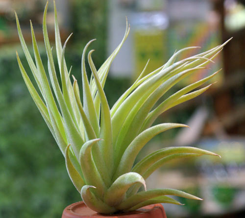 Tillandsia recurvifolia(Giant form)