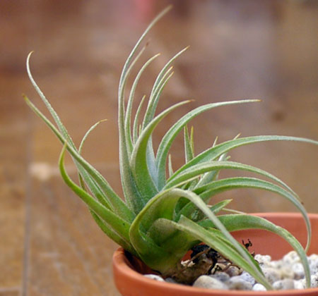 Tillandsia recurvifolia var.subsecundifolia