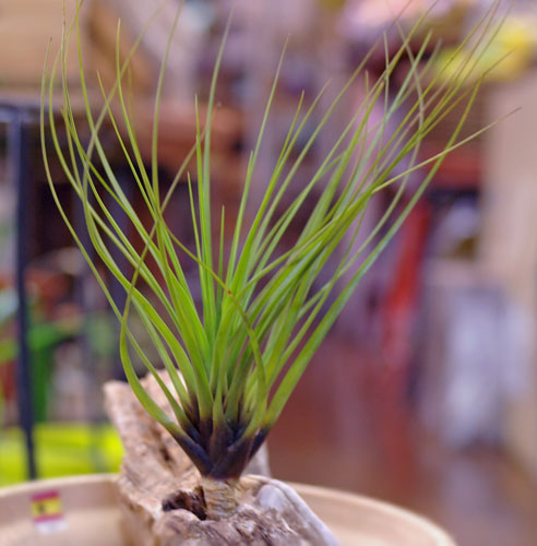 Tillandsia tricolor