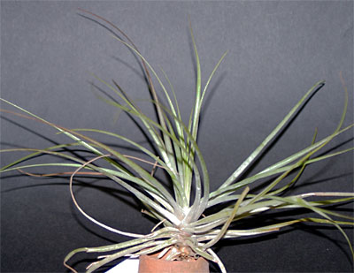 Tillandsia triglochinoides