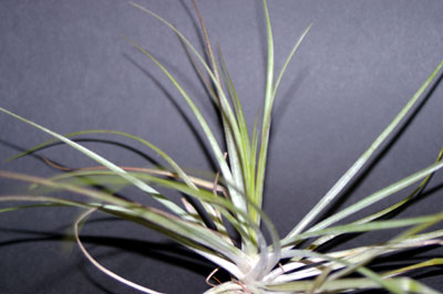 Tillandsia triglochinoides