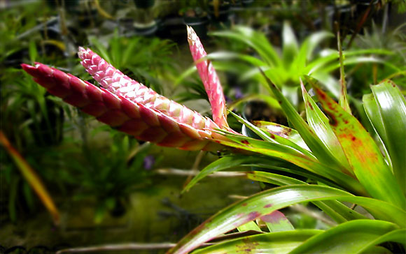 Tillandsia romeroi var.gruberi