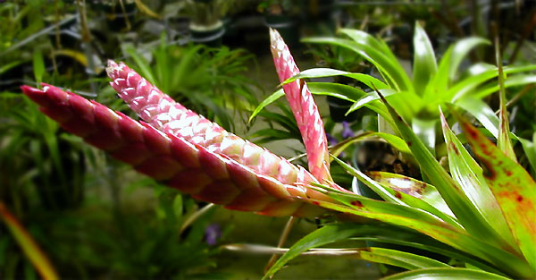 Tillandsia romeroi var.gruberi