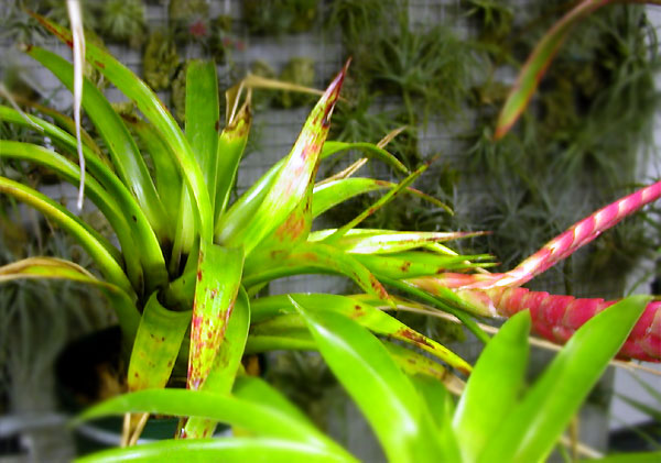 Tillandsia romeroi var.gruberi