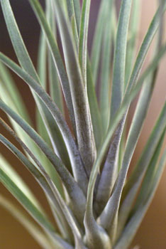 Tillandsia sp. Peru unidentified 