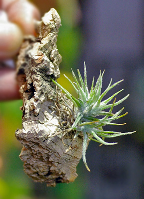 Tillandsia spiralipetala'