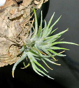 Tillandsia spiralipetala'