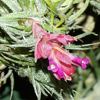 Tillandsia sprengeliana