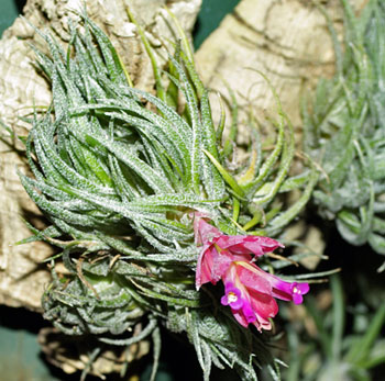 Tillandsia sprengeliana