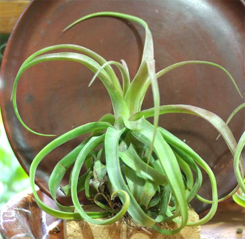 Tillandsia streptophylla