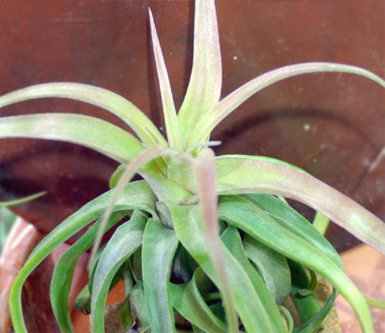 Tillandsia streptophylla チランジア・ストレプトフィラ