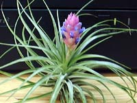 Tillandsia stricta