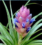 Tillandsia stricta