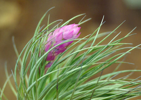 Tilllandsia stricta 'Rigid Leaf'