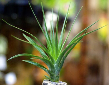 Tillandsia stricta 'Green'