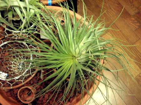 Tillandsia stricta