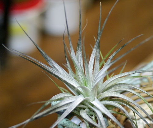 Tilllandsia stricta 'Silver Star'