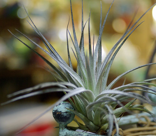 Tilllandsia stricta 'Silver Star'