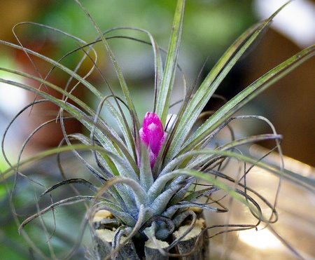 Tilllandsia stricta 'Silver Star'