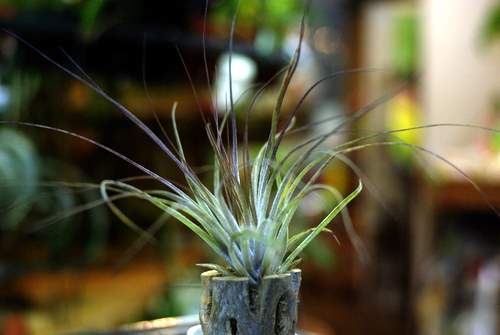 Tillandsia stricta 'Winter Bloom'