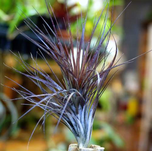 Tillandsia tenuifolia 'Amethyst'