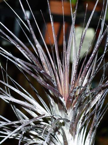 Tillandsia tenuifolia 'Amethyst'