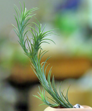 Tillandsia tenuifolia 'Silvercomb'