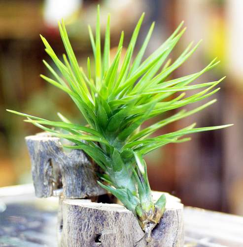 Tillandsia tenuifolia var.strobiliformis