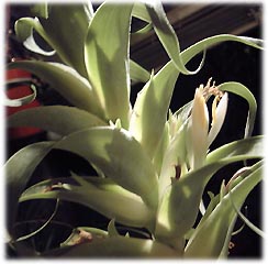 Tillandsia tillii