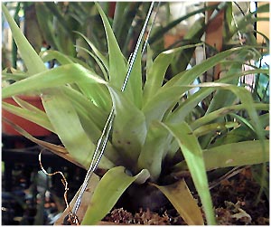 Tillandsia tillii