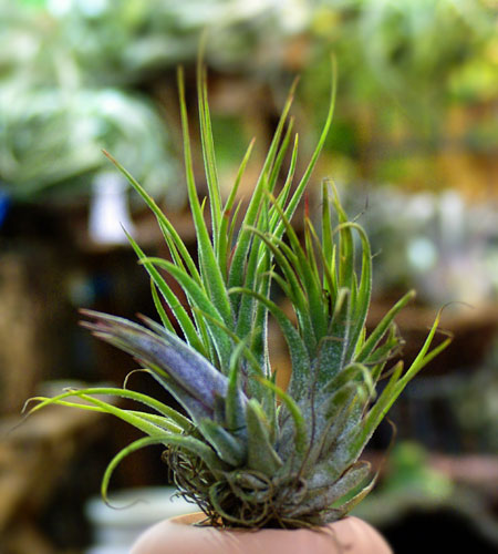 Tillandsia 'Tina Porr''