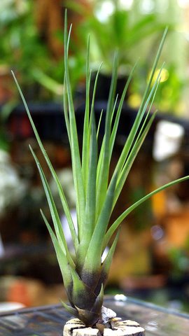 Tillandsia tricolor var.melanocrater