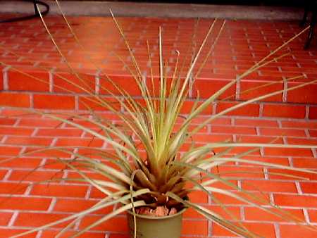 Tillandsia tricolor