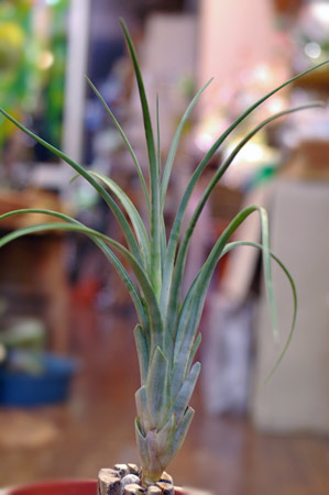 Tillandsia turquinensis