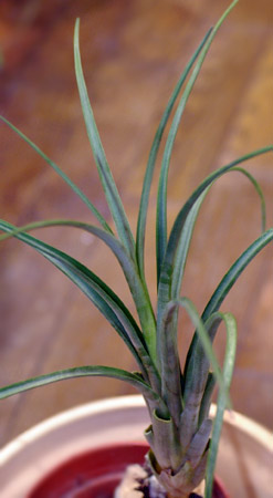 Tillandsia turquinensis