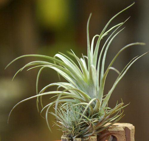 Tilllandsia utriculata ssp. pringlei'