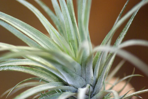 Tilllandsia utriculata ssp. pringlei'