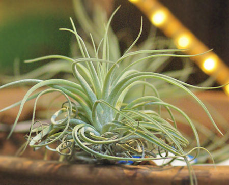 Tillandsia velickiana