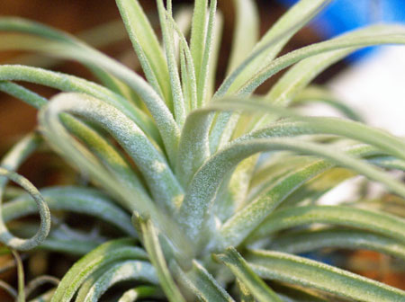 Tillandsia velickiana