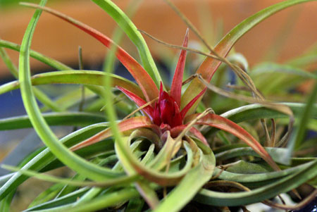 Tillandsia velutina