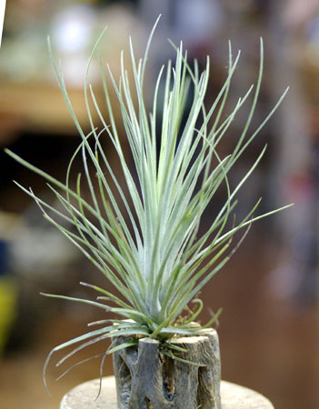 Tillandsia  X wilinskii