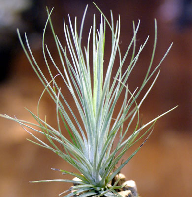 Tillandsia X wilinskii