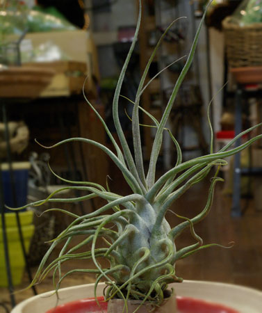 Tillandsia 'Ty''