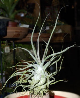 チランジア　タイ　Tillandsia ty