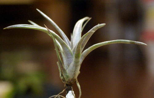 Tillandsia ulricii