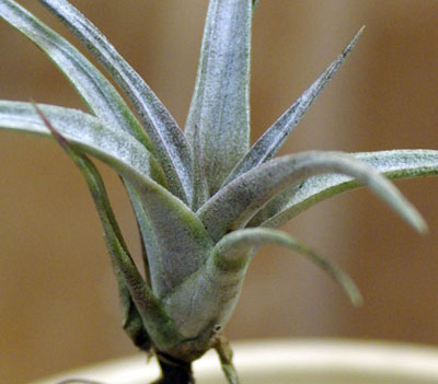 Tillandsia ulricii