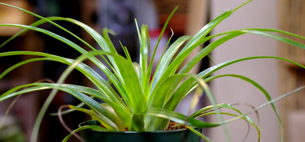 Tillandsia utriculata 'Black Speke'