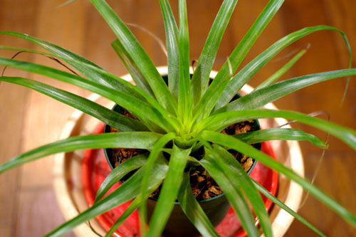 Tillandsia utriculata 'Black Speke'